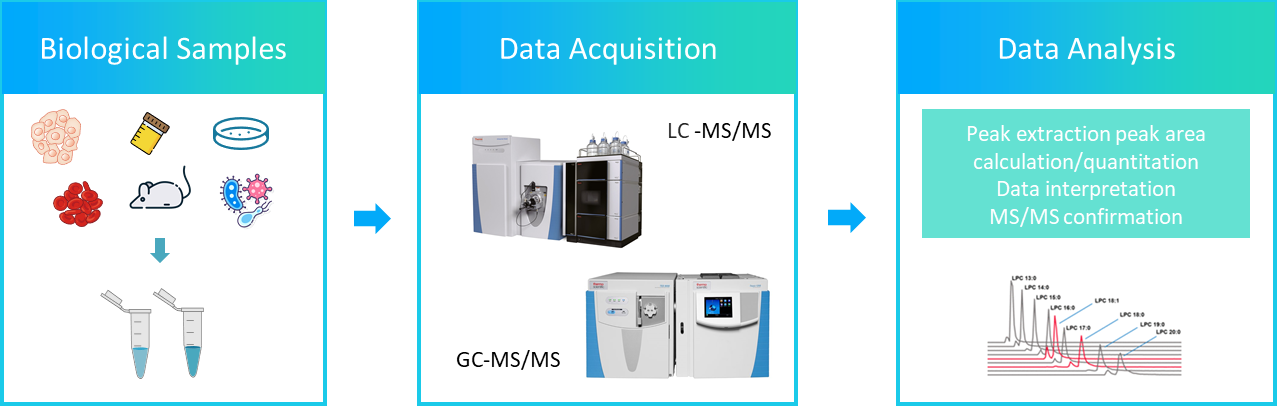 The workflow of hydroxyeicosatetraenoic acids analysis