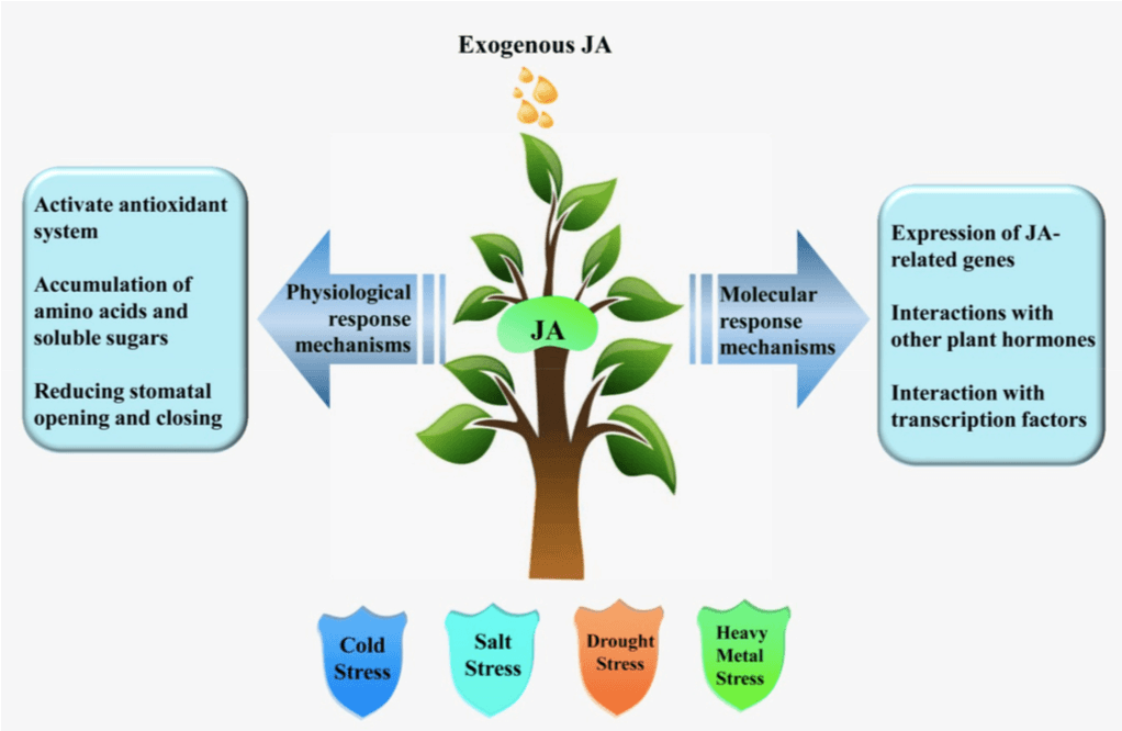 The role of jasmonic acid (JA) in plant response to abiotic stress