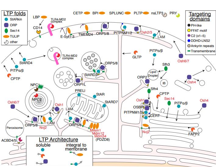 Lipid transfer proteins