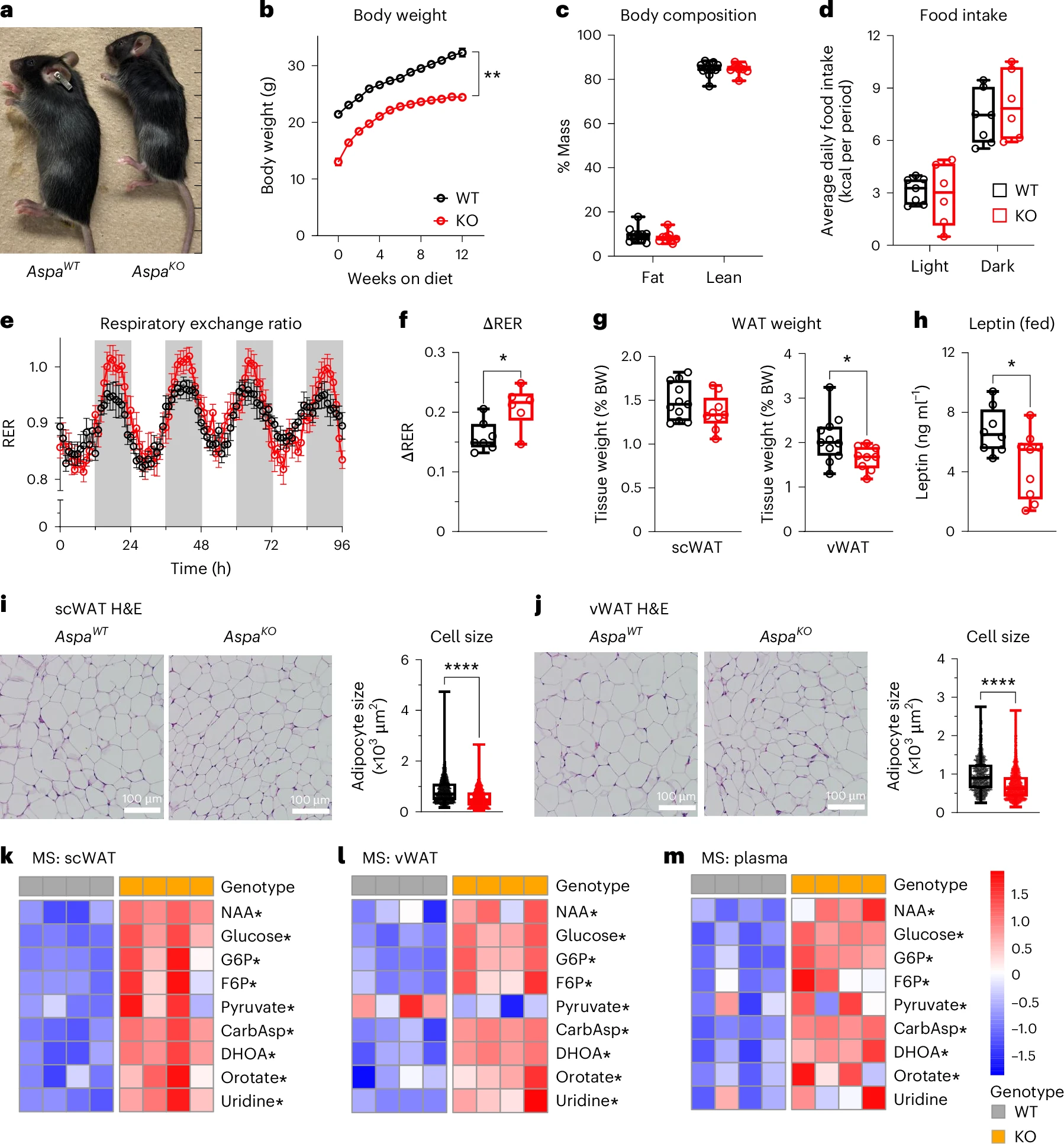 Heatmap visualization for targeted lipid analysis in mouse adipose tissue for metabolic research.