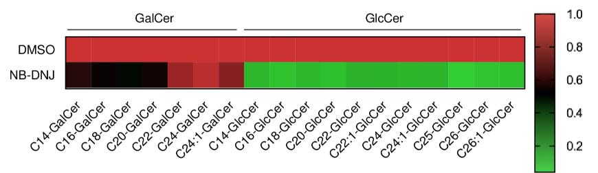 Heat map of the levels of intracellular GalCer and GlcCer in 293T cells with or without NB-DNJ treatment.