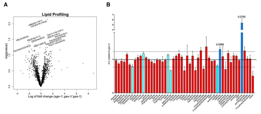 A. Volcano plot showing significantly altered lipids between mutant strains, marked by red stars. B. Bar graph of NMR metabolite levels, colored by statistical significance and magnitude of change.