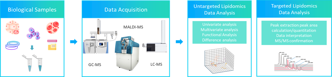 Workflow of Cell Lipidomics Service