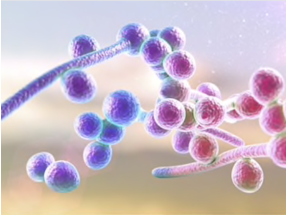 Microorganisms Lipidomics in Drug Research