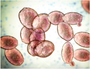 Microorganisms Lipidomics in Fermentation Conditions Optimization