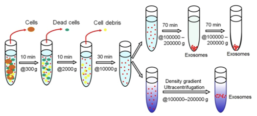 Mitochondrial Isolation