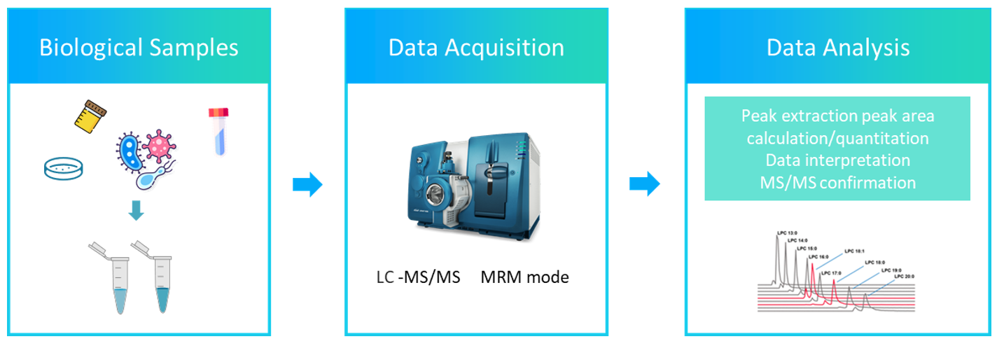 The workflow of mycolic acids analysis service