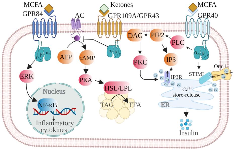 Schematic representation of signaling pathways activated by medium-chain fatty acids (MCFAs) and their ketone metabolites through cell membrane receptors