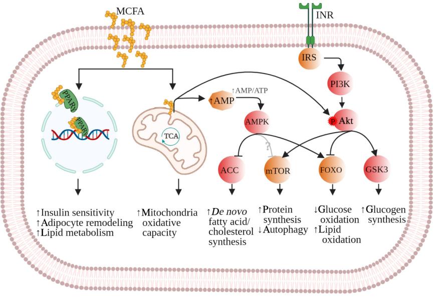 Diagram illustrating medium-chain fatty acid (MCFA) signaling pathways, highlighting the interaction of MCFAs with intracellular receptors and the activation of key second messenger molecules involved in cellular signaling.