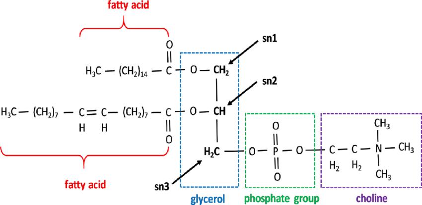 Overview of Phosphatidylcholine