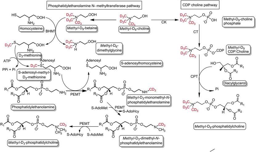 Schematic illustration of PC synthesis and incorporation of labeled methyl-D9-choline via the CDP:choline and PEMT pathways