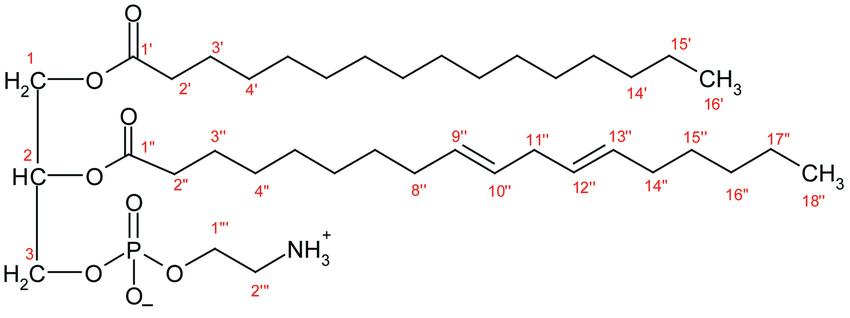 Molecular structure of the phosphatidylethanolamine eluting at 46.2 min