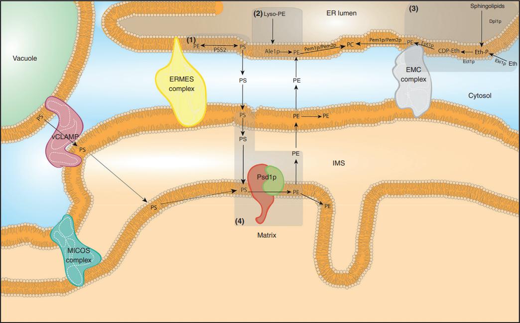 PE biosynthetic pathways at the ER–mitochondria interface in yeast