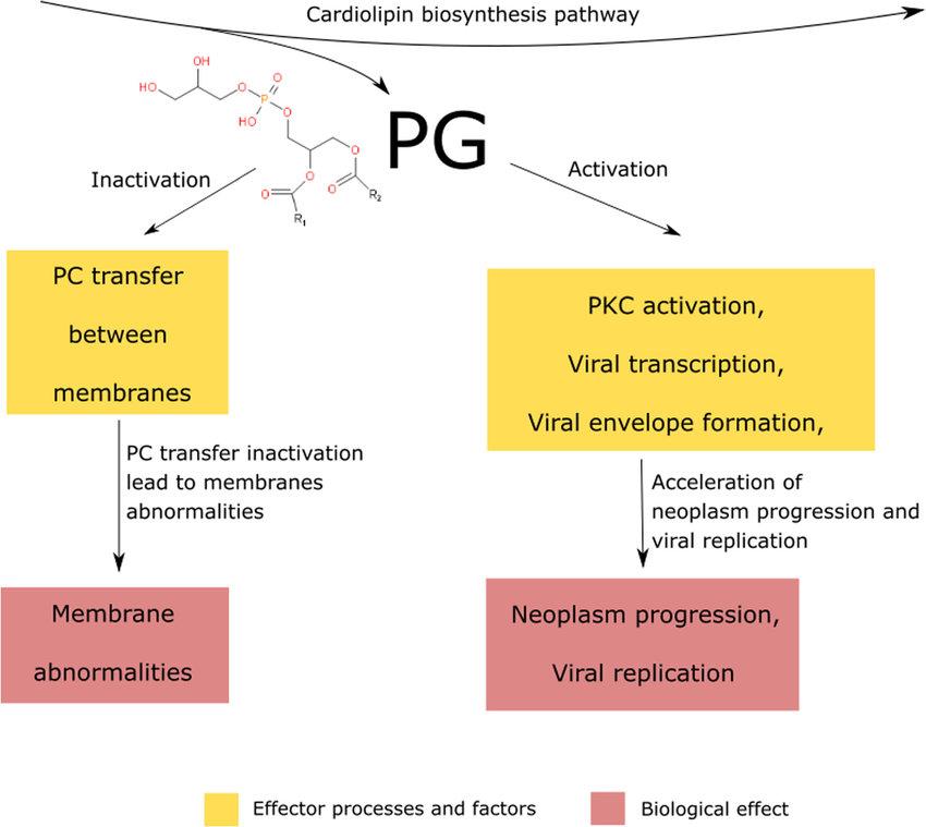 Overview of Phosphatidylglycerol