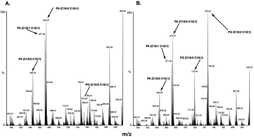 Analysis of phospholipid extracts by mass spectrometry. Spectra showing phosphatidic acid (PA) and phosphatidylglycerol (PG) species contained in total lipid extracts of mitochondria isolated from YPH500 (A) and YZD2 (B).