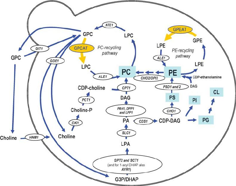 Diagram showing yeast phospholipid biosynthesis pathways, including PC/PE reacylation and GPCAT/GPEAT activities.