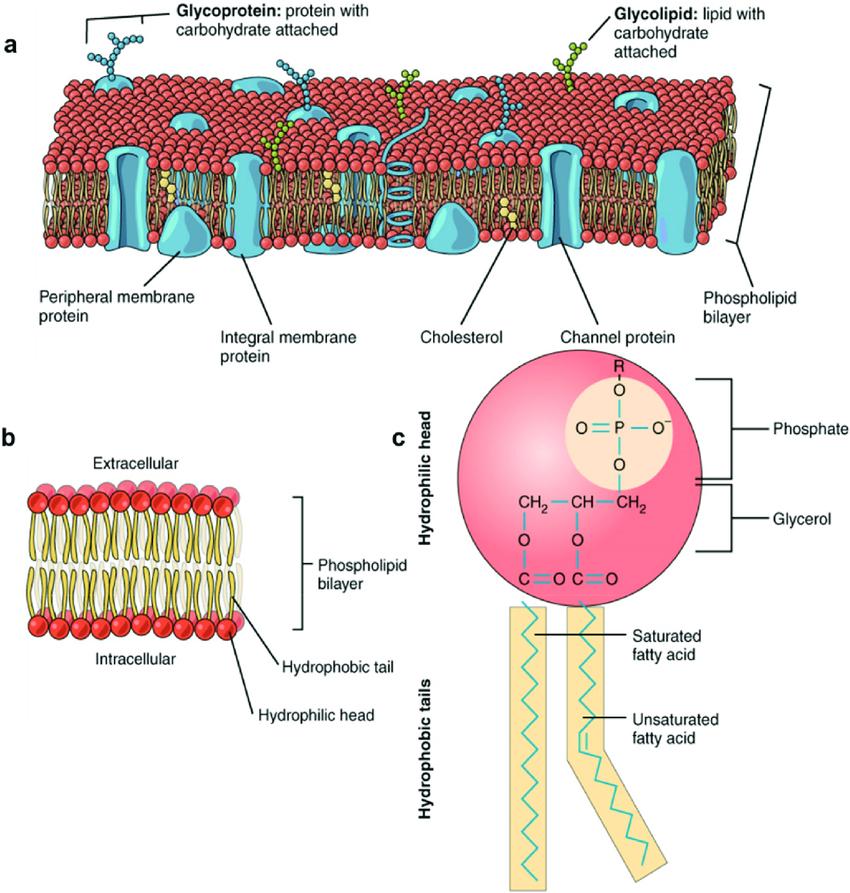 (a) Cell membrane consisting of a phospholipid bilayer containing different molecular components, (b) an enlarged view of the phospholipid bilayer, and (c) phospholipid structure.