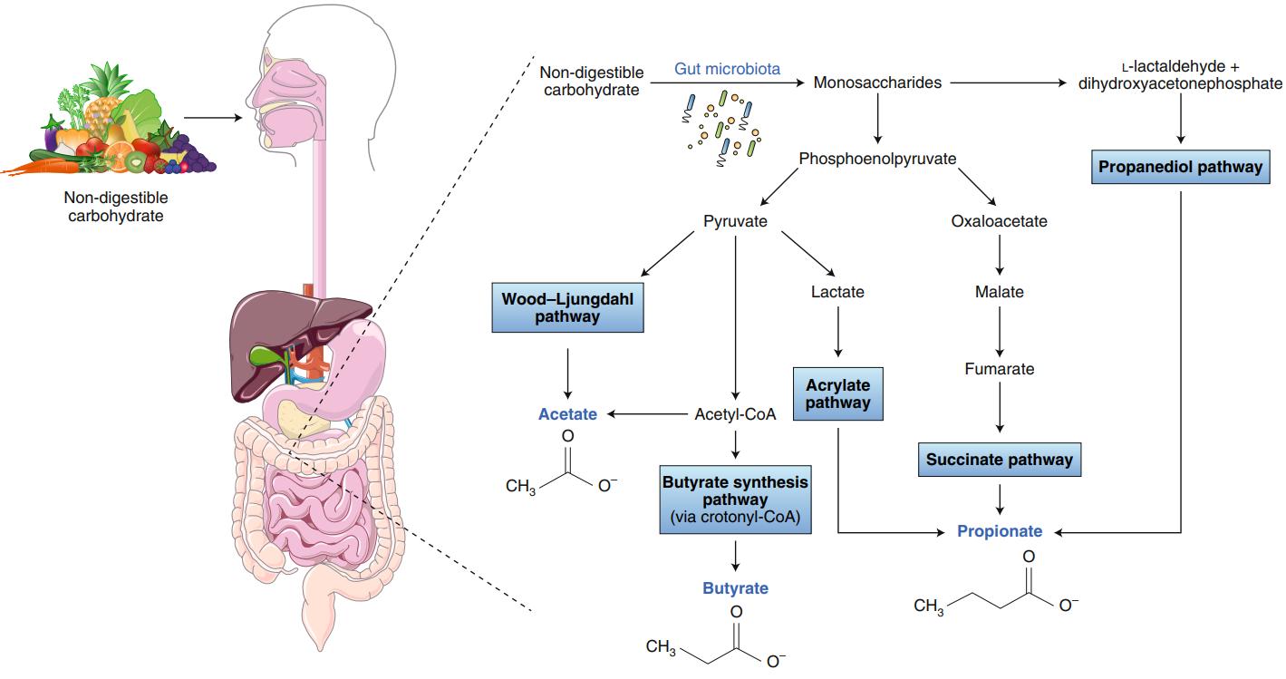 Overview of the major metabolic pathways involved in the gut bacterial production of SCFAs