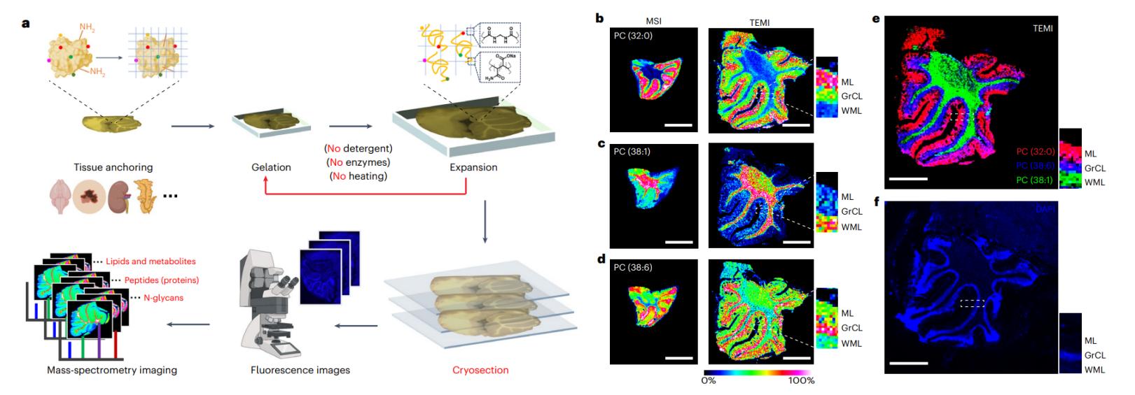 MALDI imaging lipid maps across cerebellar layers showing layer-enriched phospholipids and an overlay visualization aligned to tissue structure.