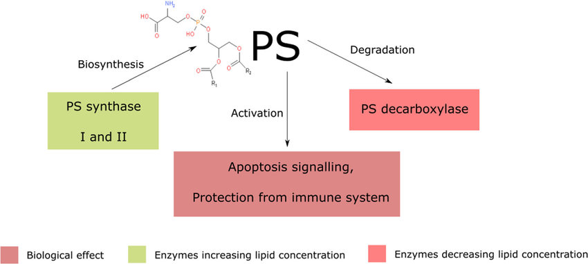 Phosphatidylserine (PS) biosynthesis is being catalyzed by PS synthase I or II. The degradation is catalyzed by PD decarboxylase. The increased PS content in the cell membrane leads to cancer cell protection