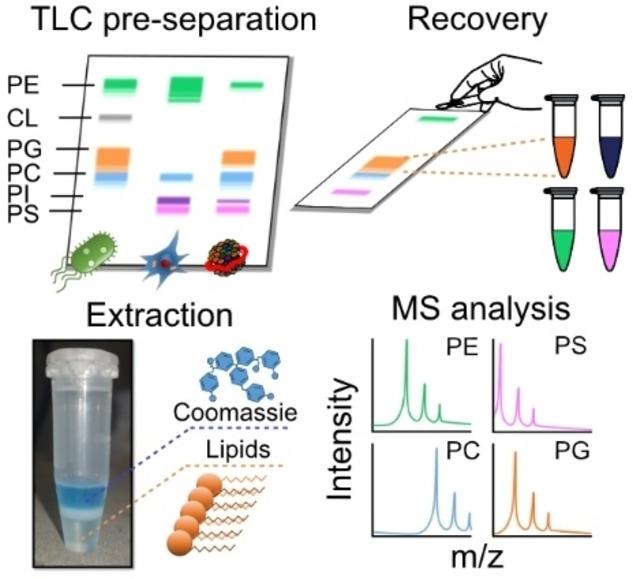 Phospholipid Analysis Techniques: Principles, Methods, and Applications