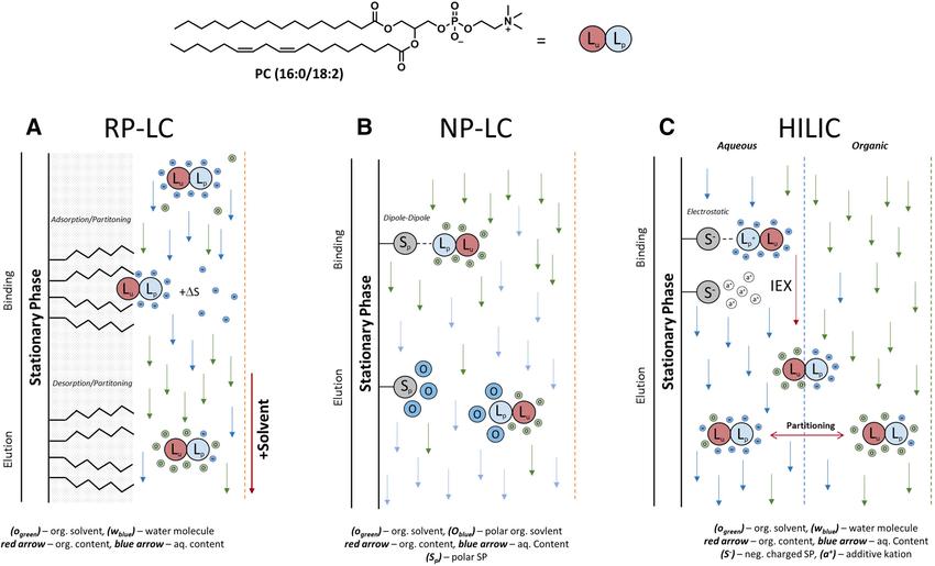Schematic of lipid separation using RP-LC, NP-LC, and HILIC showing different binding and elution mechanisms based on solvent polarity and lipid properties.