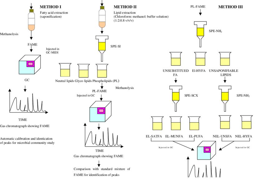 Flow chart for extraction and detection of phospholipid fatty acids using different methods.