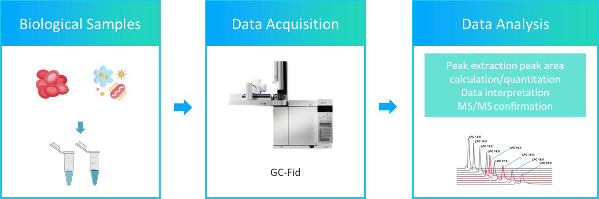 The workflow of phospholipid fatty acids analysis service.