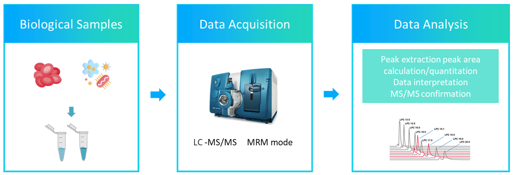 The workflow of phospholipid fatty acidss analysis service.