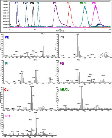 Normalized ion chromatograms of PE, PG, PI, PS, CL, MLCL, and PE from BHMs and PME, the internal standard (upper panel) and mass spectra of individual classes of phospholipids (lower panels).