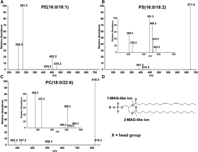 The MS/MS spectra of standard synthetic phospholipids PE(16:0/18:1), m/z 716.5 (A), PS(16:0/18:2), m/z 758.5 (B), and PC(18:0/22:6), m/z 878.5 (C), obtained in the negative ion mode, and fragmentation of phospholipids leading to1-MAG-like ions and 2-MAG-like ions (D).