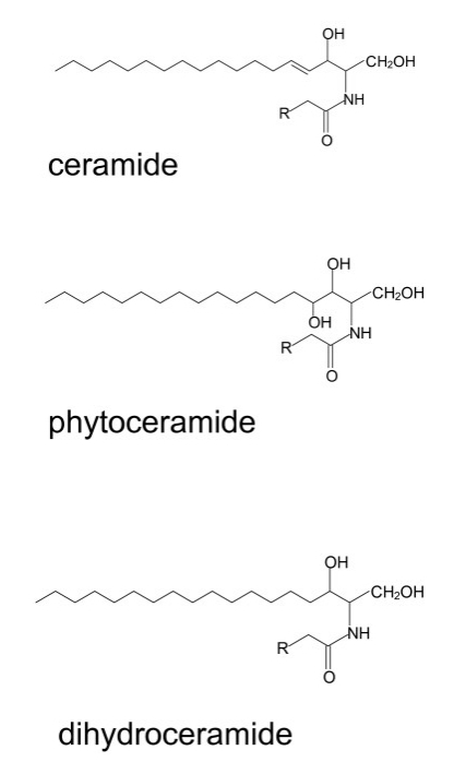 Chemical structure of ceramide species (ceramide, phytoceramide and dihydroceramide)