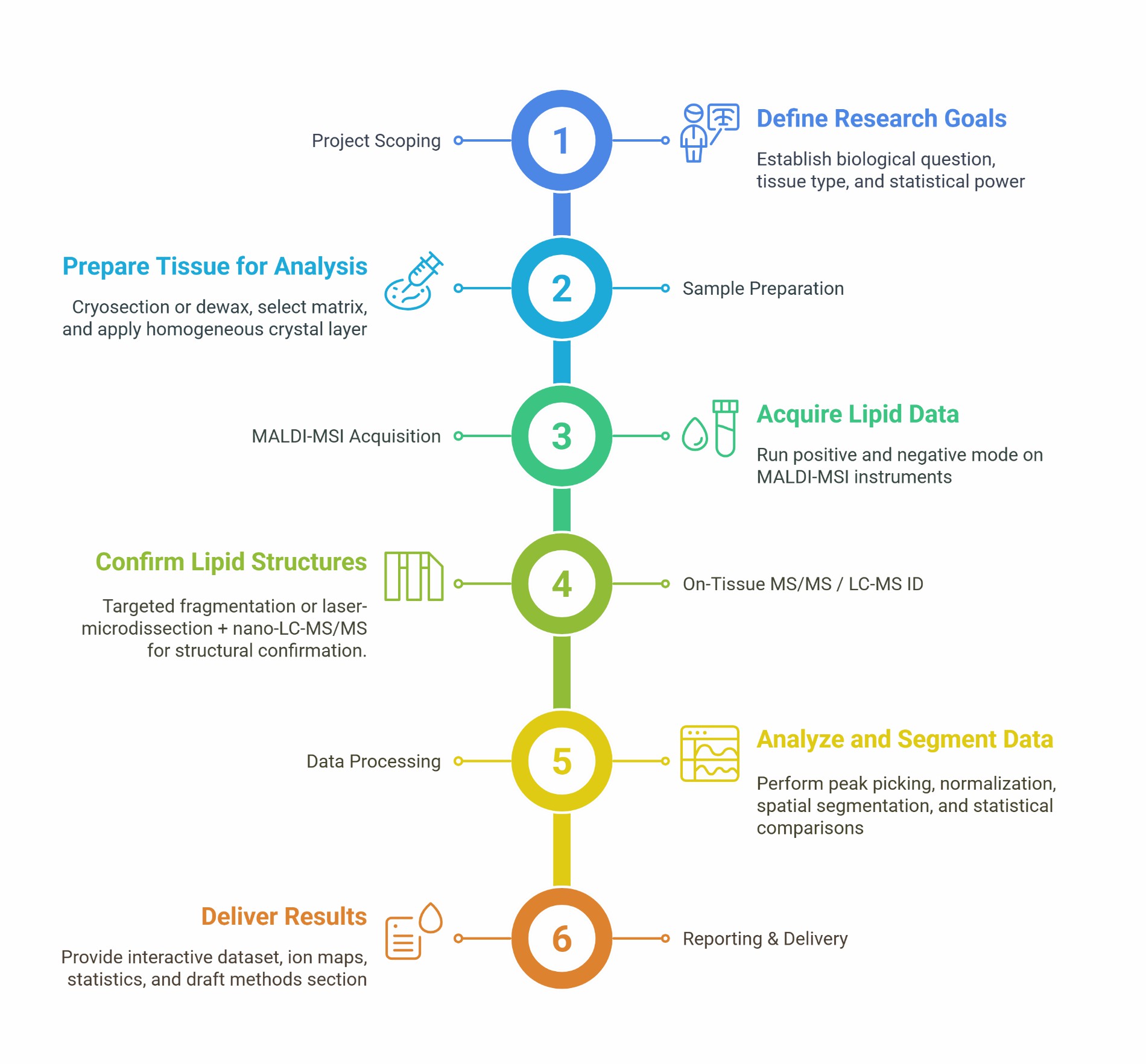 Workflow of MALDI-Imaging Lipidomics