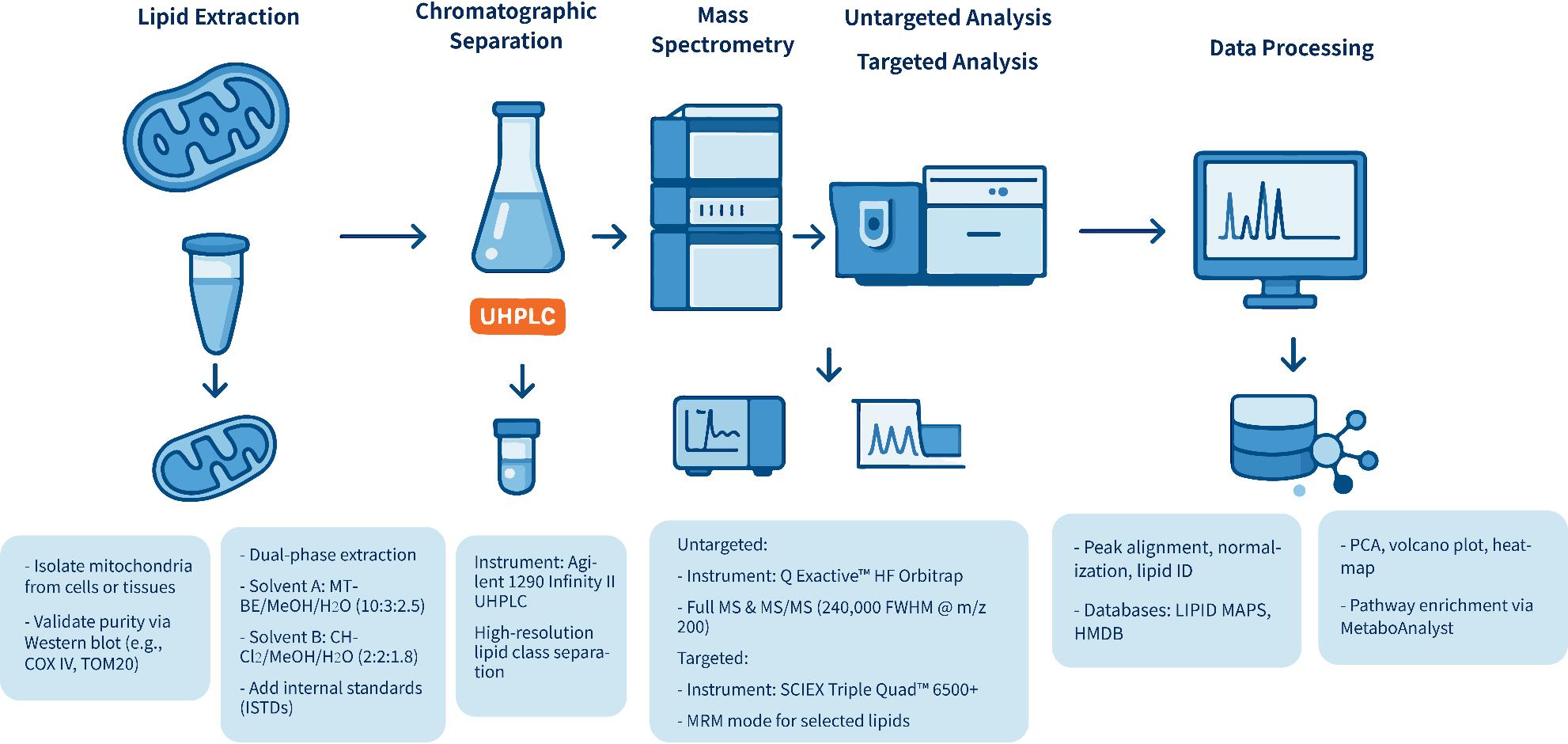 Workflow for Mitochondria Lipid Metabolism Analysis