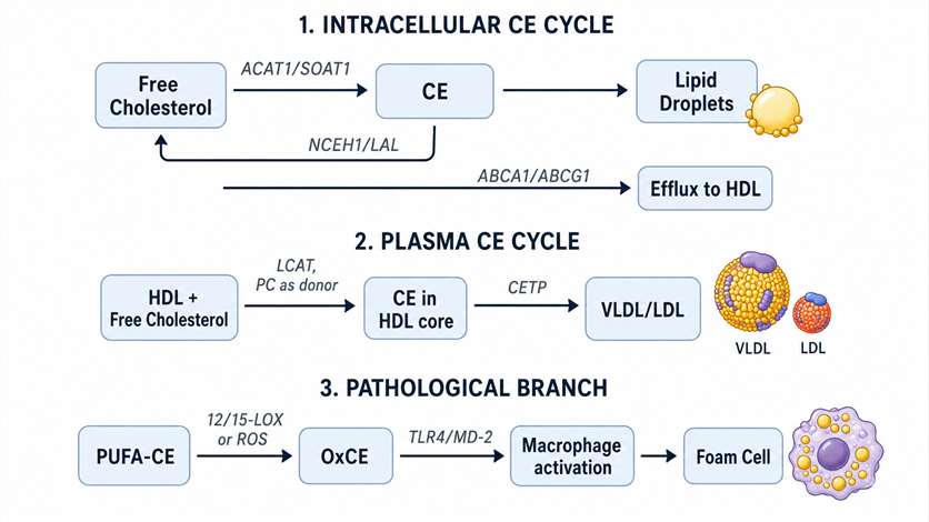 Cholesteryl ester biosynthesis, metabolism, and oxidation pathway
