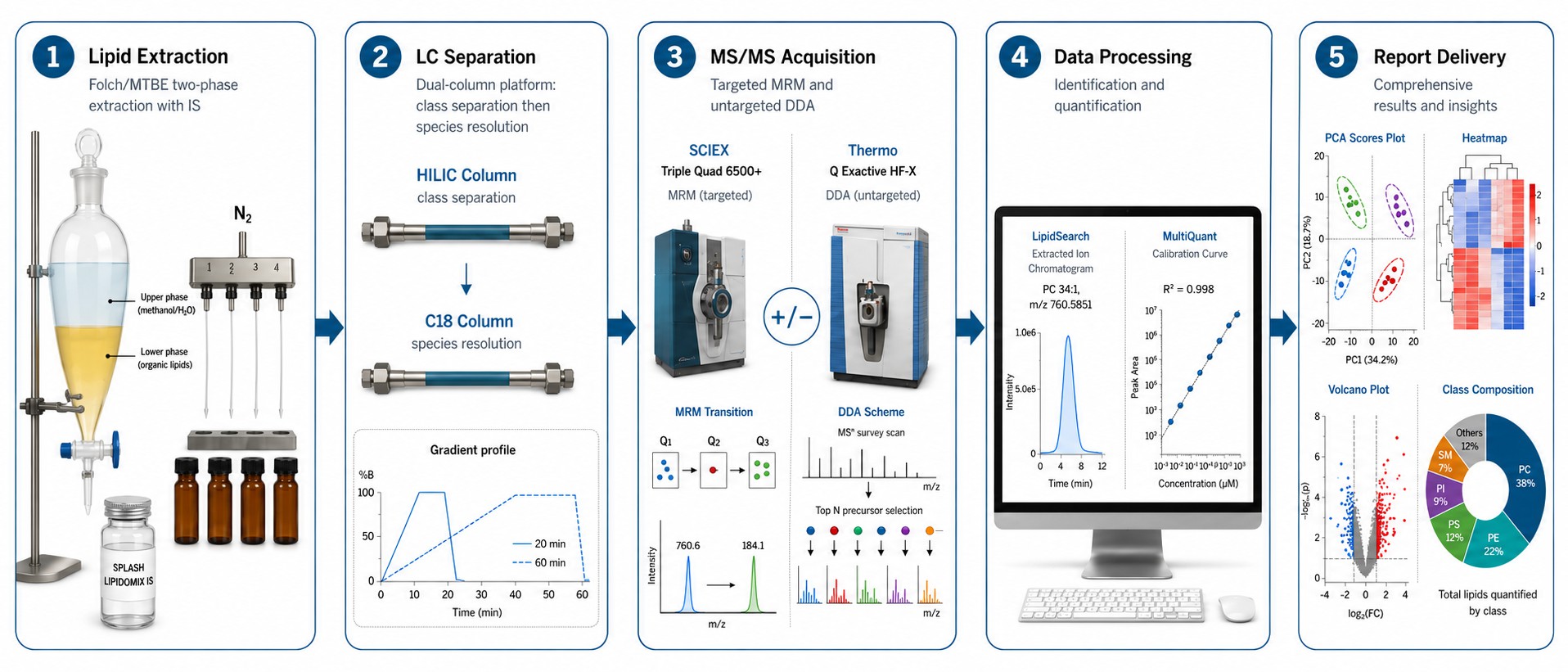 Phospholipid analysis workflow: extraction → LC separation → MS/MS acquisition → data processing → report delivery