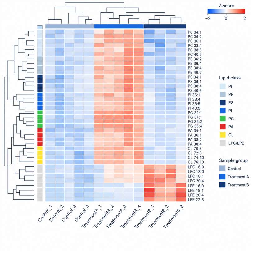 Heatmap of top 40 differentially abundant phospholipid species