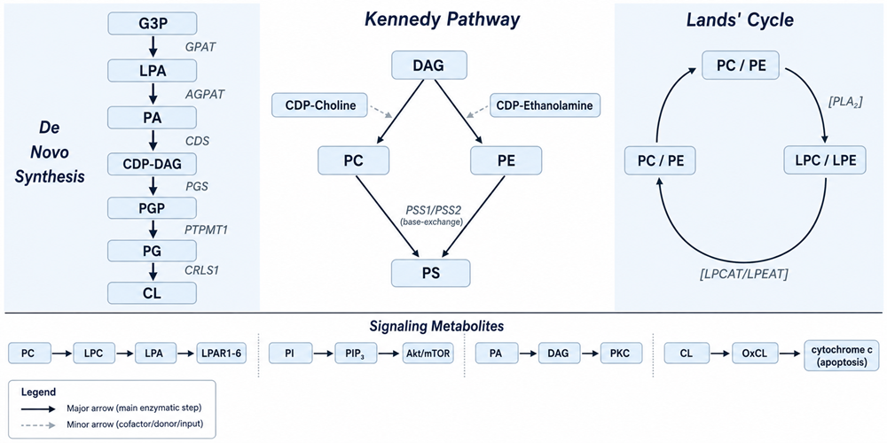 Glycerophospholipid biosynthesis and remodeling pathway: Kennedy pathway, Lands' cycle, and signaling metabolites