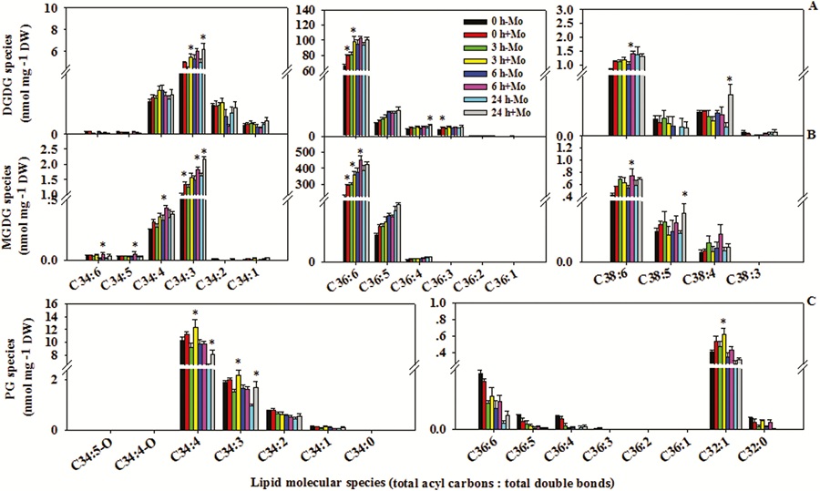 Plant stress lipidomics heatmap showing MGDG, DGDG, and PG molecular species changes in wheat leaves during drought treatment.