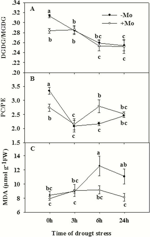 Plant stress lipidomics graph showing DGDG to MGDG and PC to PE ratio changes in wheat leaves under drought stress.