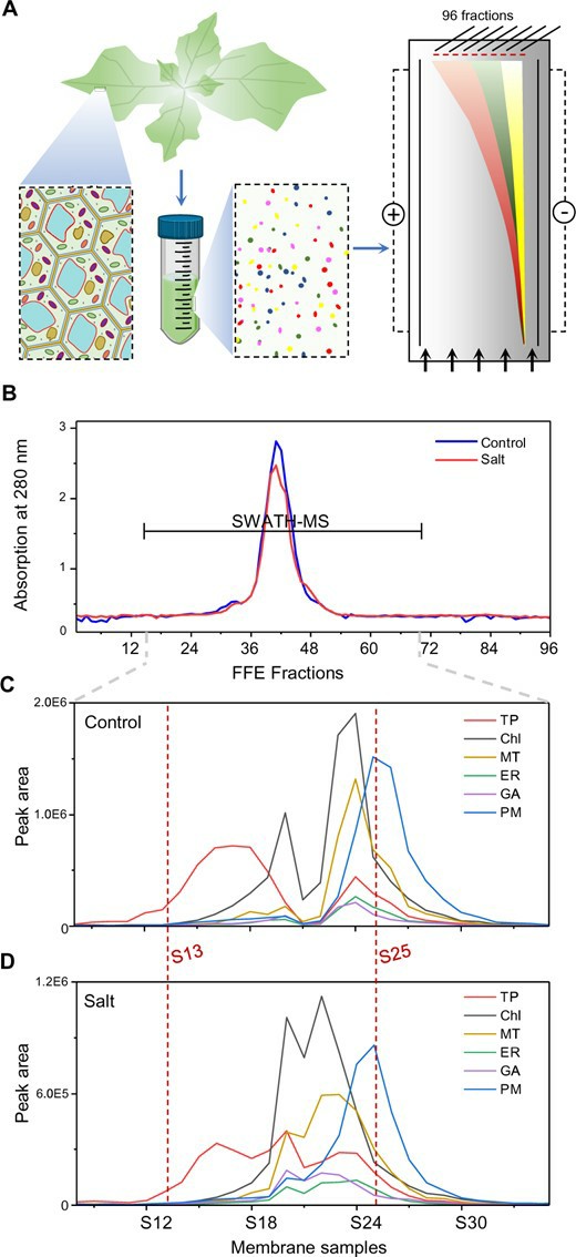 Plant membrane lipidomics workflow showing membrane fractionation and identification for tonoplast and plasma membrane salt-stress analysis.