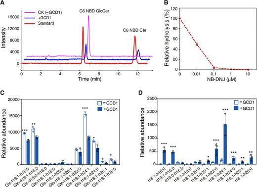 Plant stress lipidomics figure showing glucosylceramide turnover and sphingolipid remodeling linked to Arabidopsis osmotic stress response.