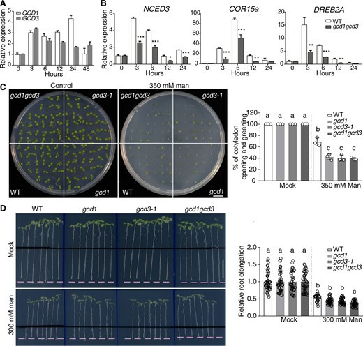 Plant stress lipidomics-associated phenotype figure linking plasma-membrane sphingolipid remodeling to osmotic stress sensitivity in Arabidopsis.