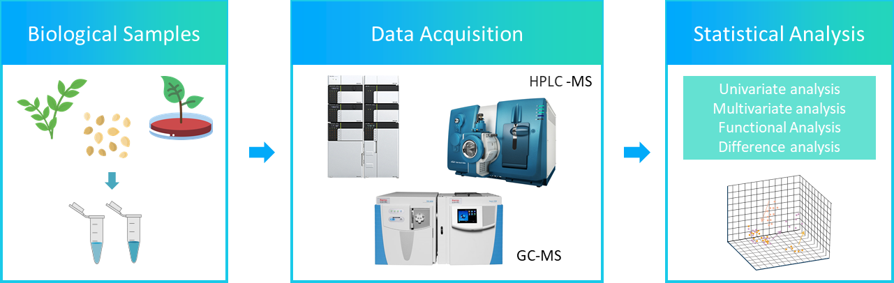 The workflow of plant untargeted lipidomics.