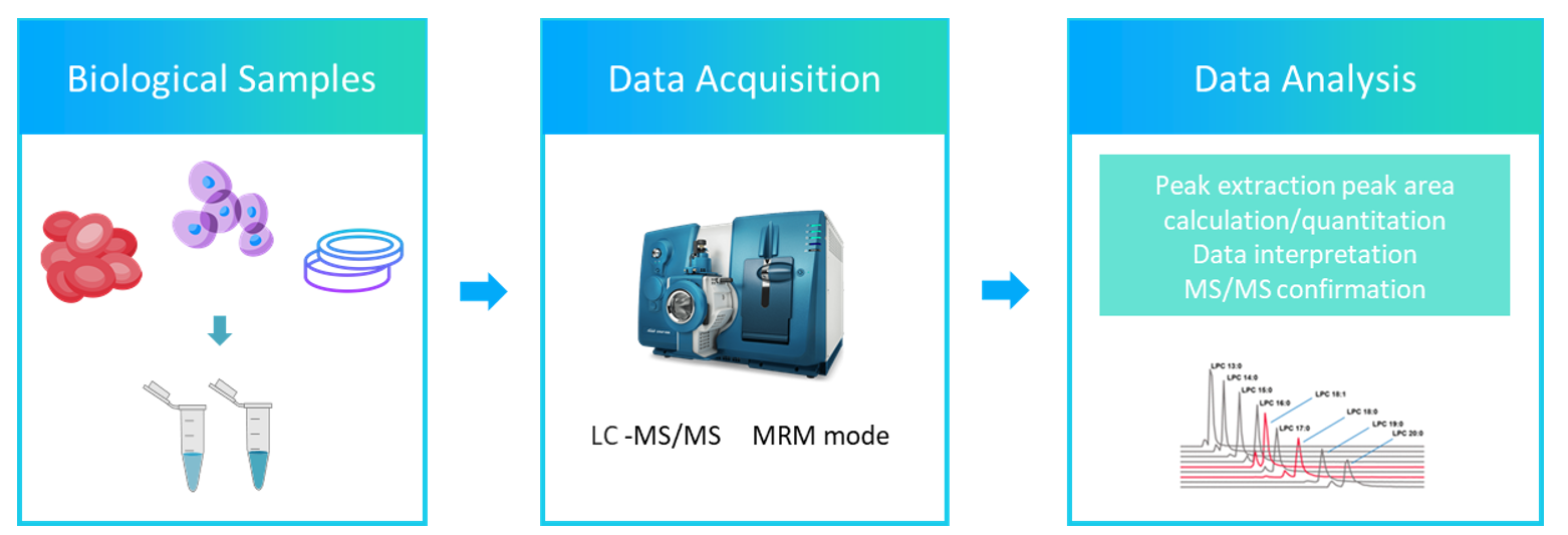 The workflow of Polyketidess analysis service.