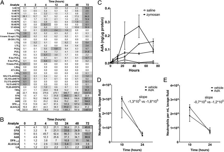 Time course of PUFA accumulation in peritoneal fluid during zymosan A-induced peritonitis with increased AdA levels.