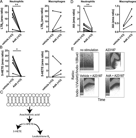 AdA inhibits LTB4 production in neutrophils, showing reduced levels of LTB4 and 5-HETE upon stimulation.