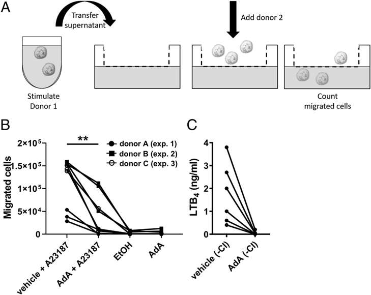 AdA reduces neutrophil chemoattractant capacity, limiting their migration in response to stimuli.