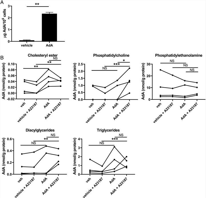 AdA incorporation into various lipid reservoirs in neutrophils, including cholesteryl esters and phosphatidylcholines.