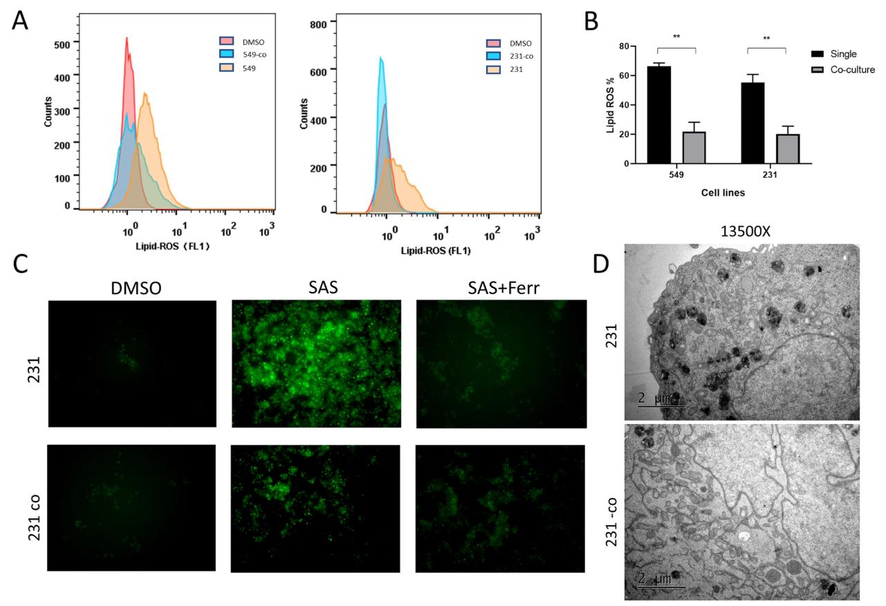 Figure 1A–D: lipid peroxidation readouts and TEM morphology supporting ferroptosis modulation in TNBC co-culture.